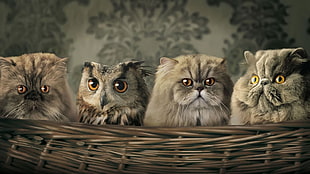three cats and one owl painting, cat, owl