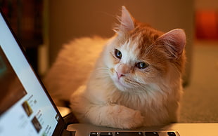 short-fur brown cat, cat, laptop, animals