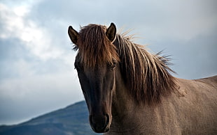 bokeh photo of brown horse during daytime