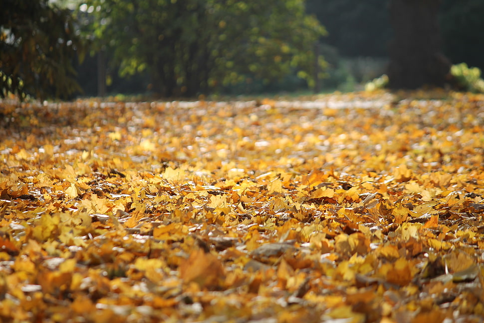 yellow leaf, fall HD wallpaper