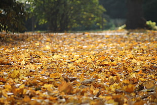 yellow leaf, fall