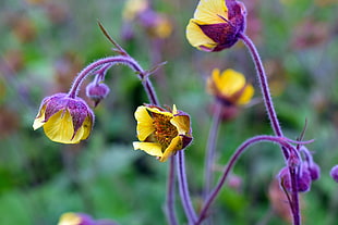 selective focus photography pf yellow and purple flowers