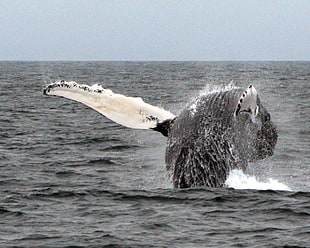 Humpback Whale HD wallpaper