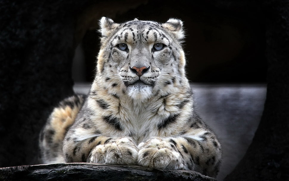 white and black tiger, animals, snow leopards, leopard (animal) HD wallpaper