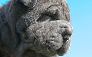 close-up photography of gray Bulldog