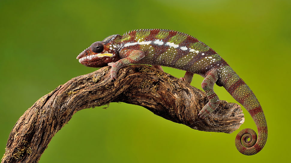 red and green chameleon on twig HD wallpaper