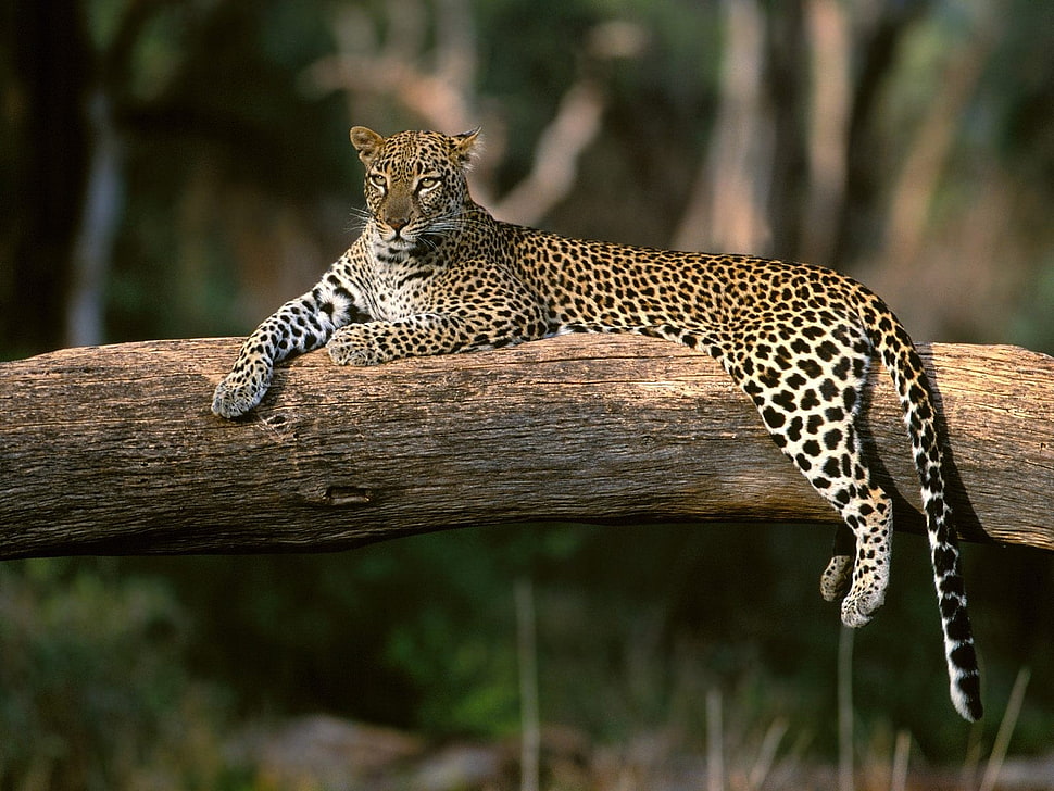 selective focus photography of Leopard on tree trunk HD wallpaper