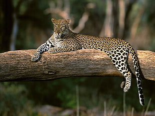 selective focus photography of Leopard on tree trunk