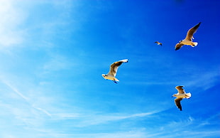 four brown-and-white birds on sky