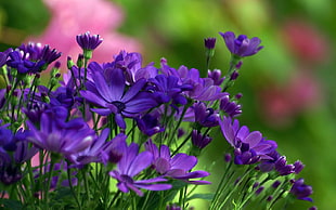 purple petaled flowers HD wallpaper