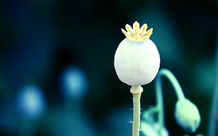 closeup photo of white Lotus flower bud