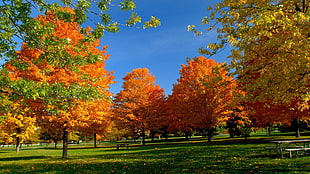 orange trees, fall, trees, park