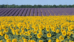 Sunflowers photography