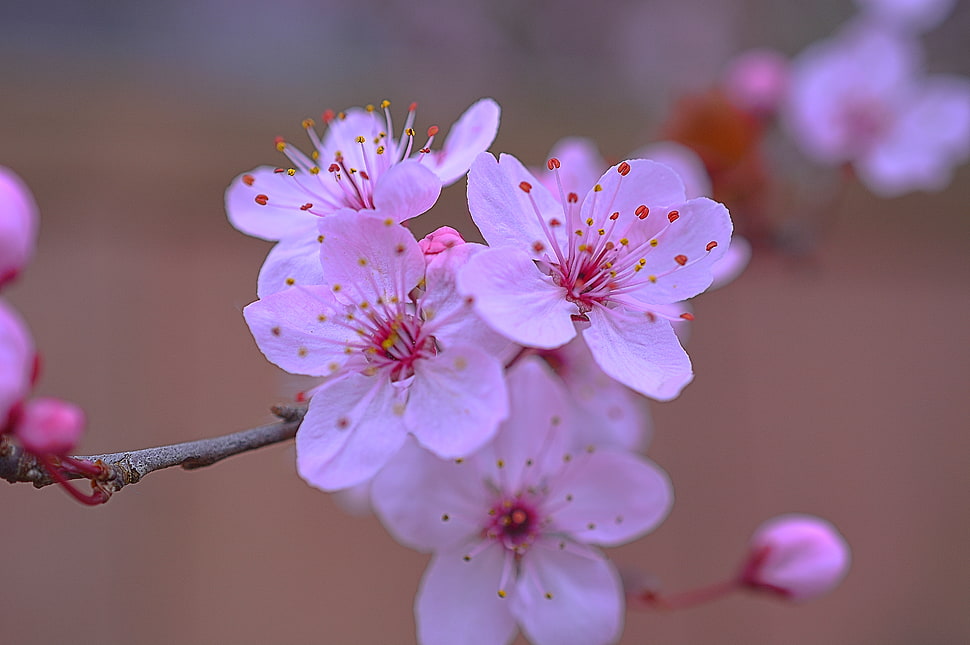 close-up photo of purple petaled flowers HD wallpaper