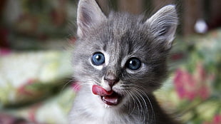 selective focus photography of gray kitten