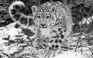 leopard, snow leopards, animals, monochrome, leopard (animal)