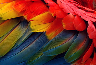 red, yellow and blue feather wallpaper HD wallpaper