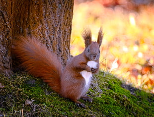 brown and white squirrel beside tree during daytime