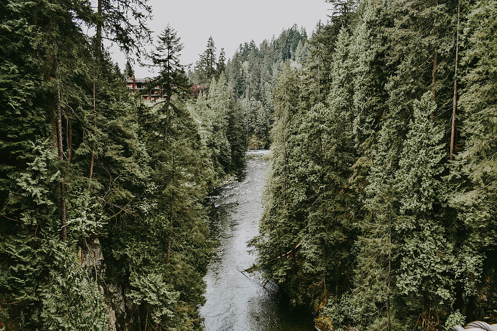 green leaf tree, River, Stream, Trees HD wallpaper