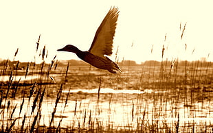brown duck flying HD wallpaper