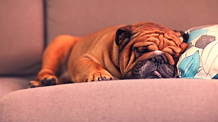 tan bulldog, dog, animals, pet, couch HD wallpaper