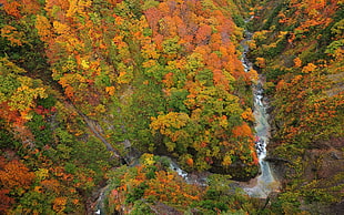 aerial photography of river between orange and green leaf tree during daytime