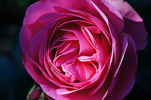 close-up of a pink rose in bloom, rosa