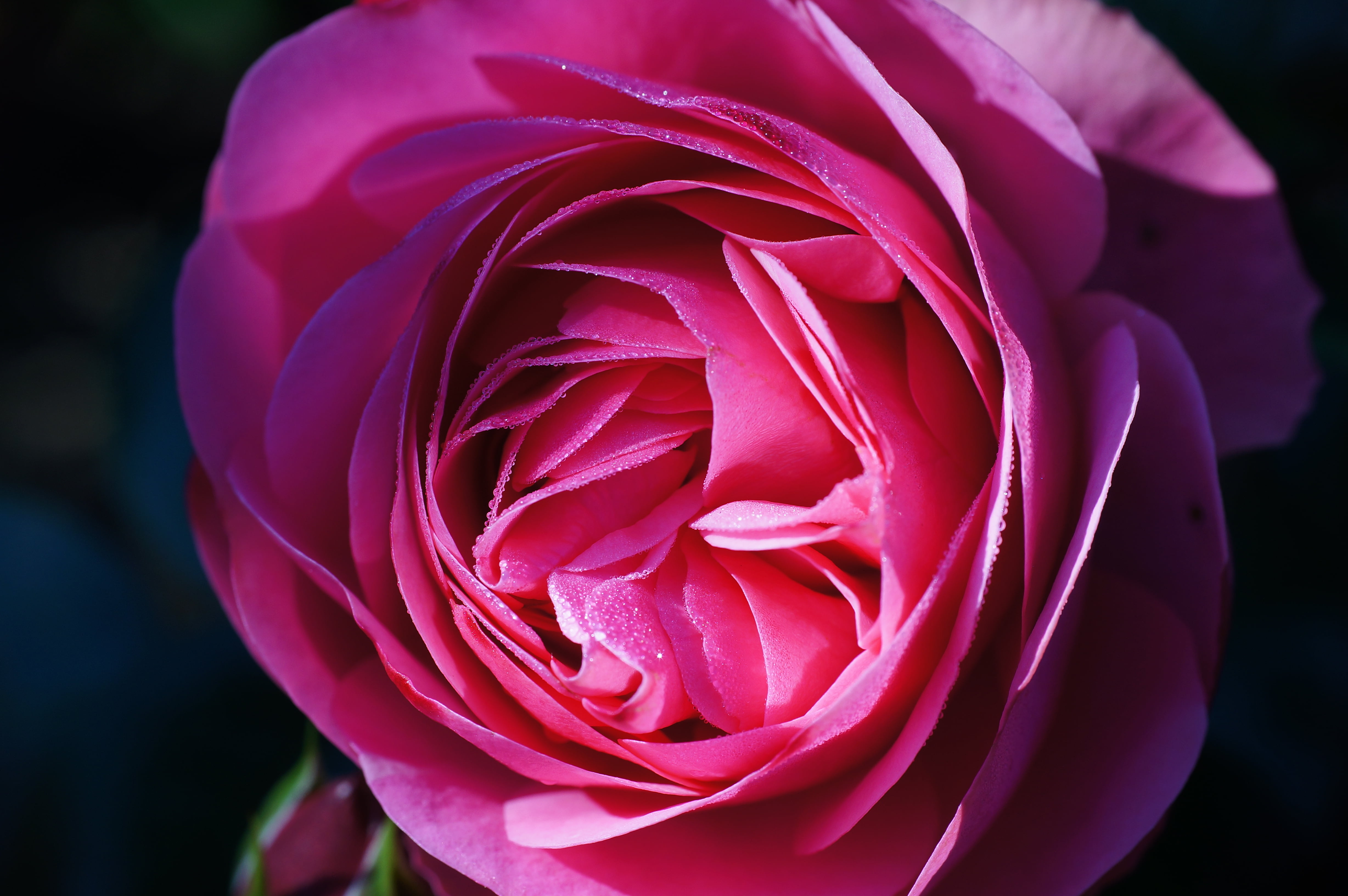 close-up of a pink rose in bloom, rosa