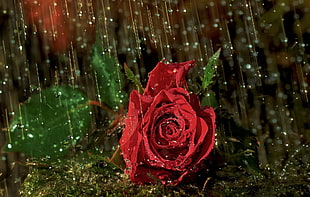 selective focus photography of red Rosa rose during rain HD wallpaper