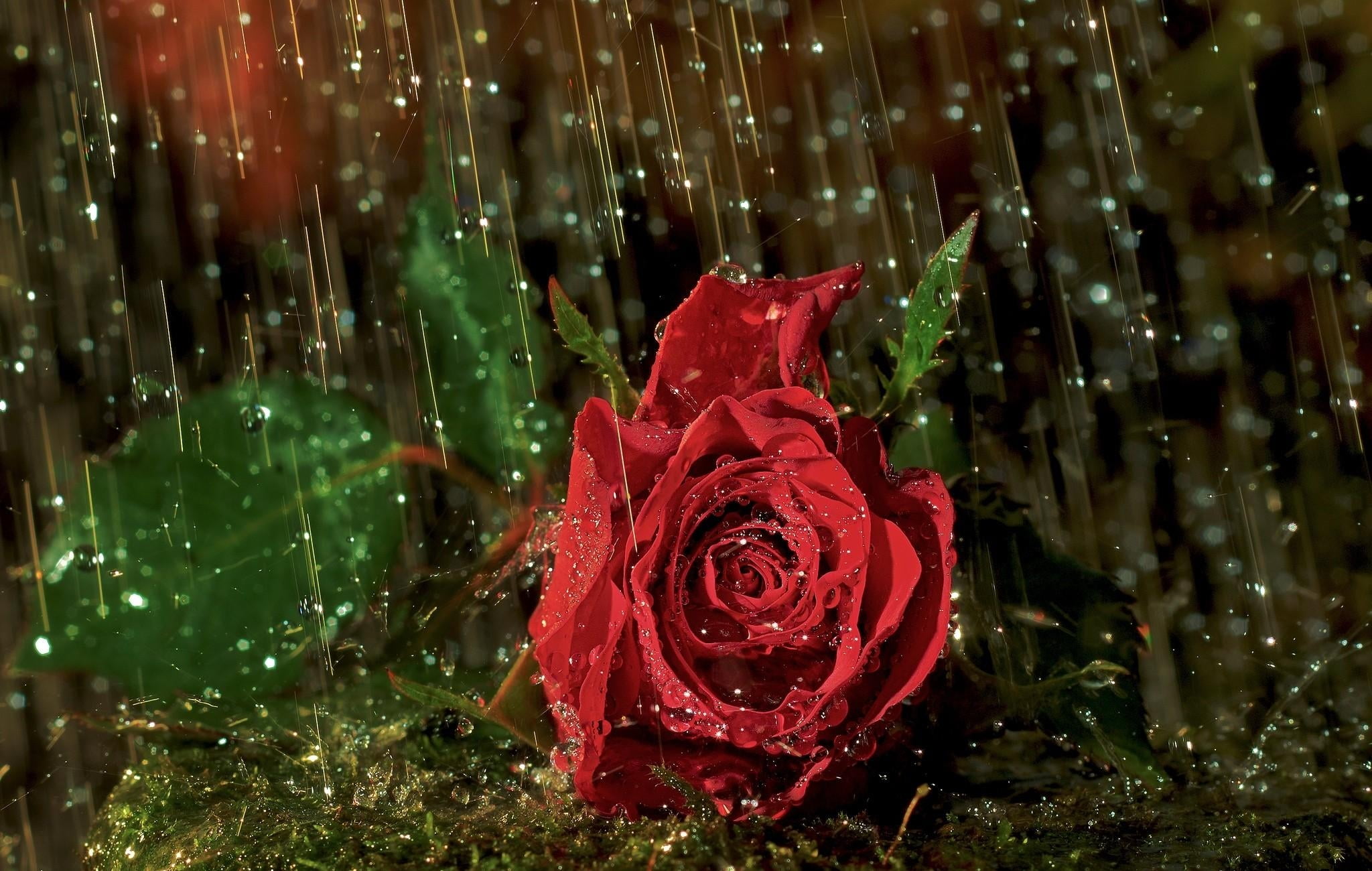 selective focus photography of red Rosa rose during rain