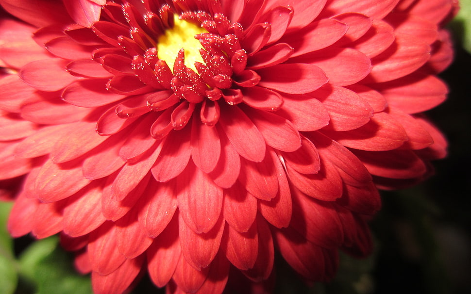 red and yellow flower HD wallpaper