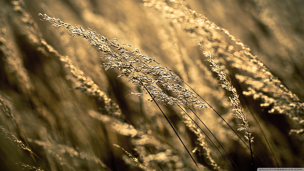wheatgrass macro shot HD wallpaper