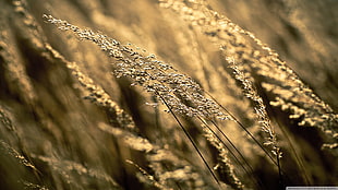 wheatgrass macro shot