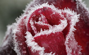tilt shift lens photography of frozen red rose
