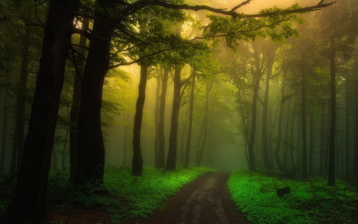 green leafed tree, nature, landscape, dirt road, mist