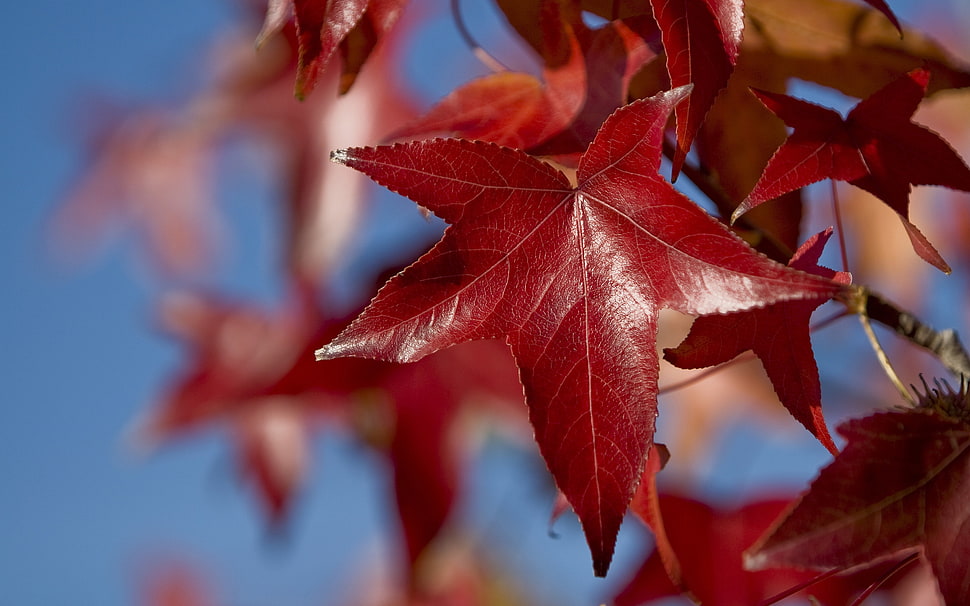 close up photo of red Maple leaf HD wallpaper