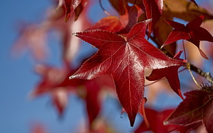 close up photo of red Maple leaf