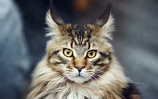 selective focus photography of medium-haired brown and black cat, cat, animals