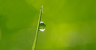 selective photography of water drop in the grass