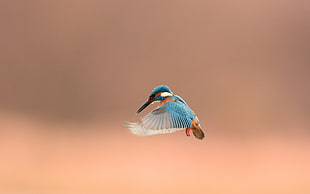 blue bird flapping its wing