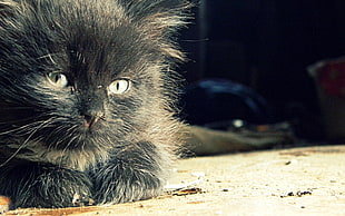 selective focus photography of black cat
