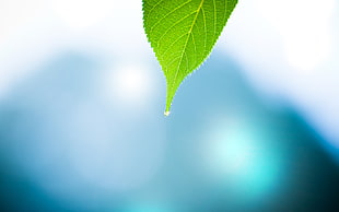 green leaf, leaves, photography, blue, macro