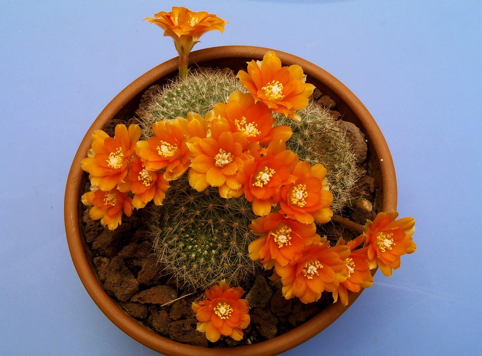orange and green cactus with flowers on brown clay pot HD wallpaper