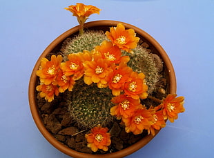 orange and green cactus with flowers on brown clay pot