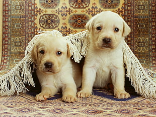 two yellow Labrador Retriever puppies HD wallpaper