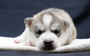white and black Alaskan Malamute puppy