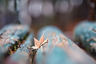 brown leaf in blue textile