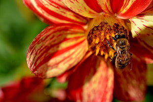 bee and petaled flower HD wallpaper