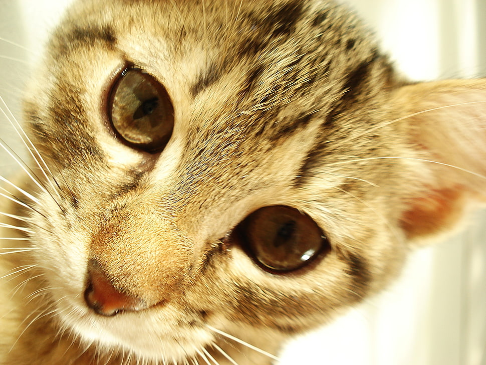 gray Tabby cat HD wallpaper