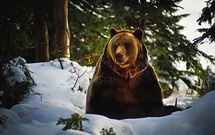 grizzly bear beside tree \ HD wallpaper